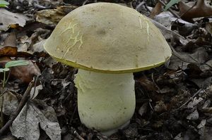 Klikni pro velký obrázek