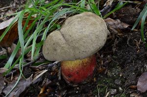 Klikni pro velký obrázek