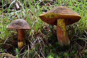 Klikni pro velký obrázek