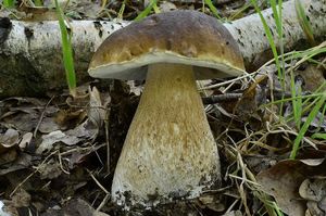 Klikni pro velký obrázek