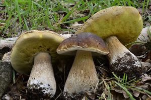 Klikni pro velký obrázek