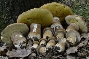 Klikni pro velký obrázek