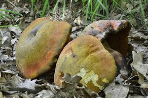 Klikni pro velký obrázek