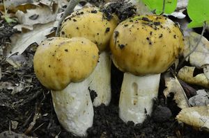 Klikni pro velký obrázek