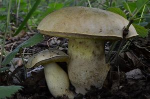 Klikni pro velký obrázek