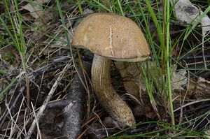 Klikni pro velký obrázek