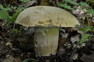 Klikni pro velký obrázek