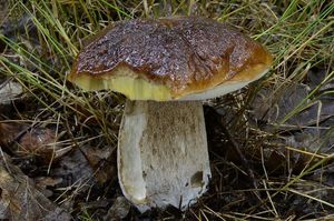 Klikni pro velký obrázek