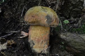 Klikni pro velký obrázek