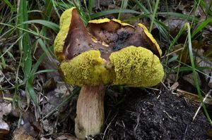 Klikni pro velký obrázek