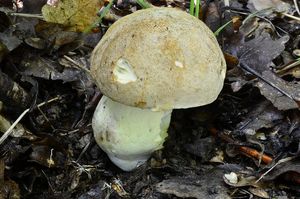 Klikni pro velký obrázek