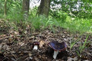 Klikni pro velký obrázek