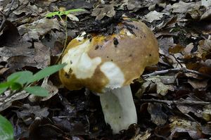 Klikni pro velký obrázek