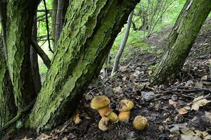 Klikni pro velký obrázek