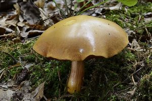 Klikni pro velký obrázek