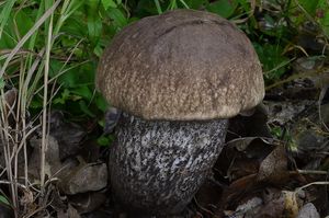 Klikni pro velký obrázek