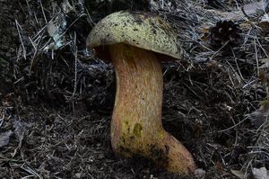 Klikni pro velký obrázek