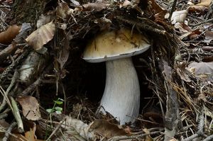 Klikni pro velký obrázek