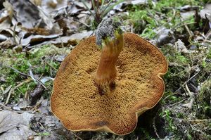 Klikni pro velký obrázek