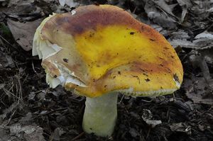 Klikni pro velký obrázek