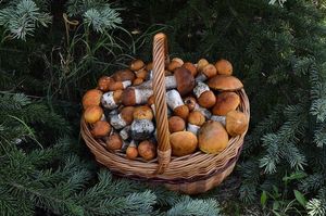 Klikni pro velký obrázek