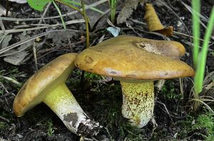 Klikni pro velký obrázek