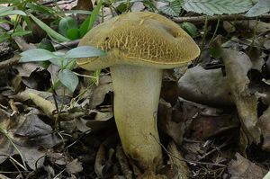 Klikni pro velký obrázek