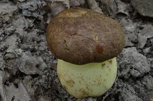 Klikni pro velký obrázek