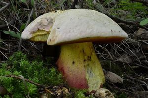 Klikni pro velký obrázek