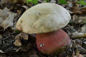 Klikni pro velký obrázek