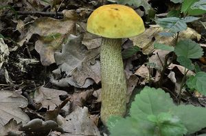 Klikni pro velký obrázek