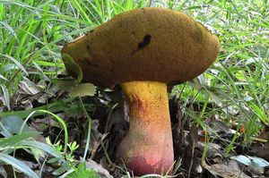 Klikni pro velký obrázek