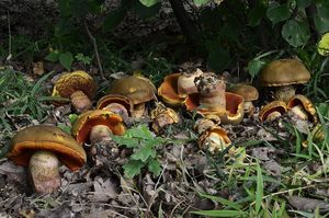 Klikni pro velký obrázek