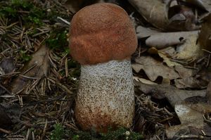 Klikni pro velký obrázek