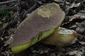 Klikni pro velký obrázek