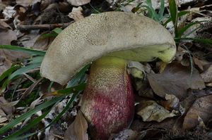 Klikni pro velký obrázek