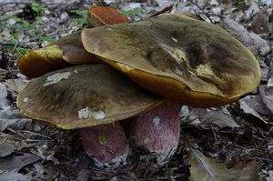 Klikni pro velký obrázek