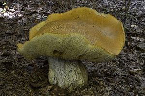 Klikni pro velký obrázek