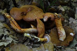 Klikni pro velký obrázek