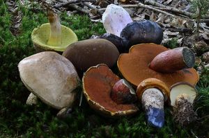 Klikni pro velký obrázek