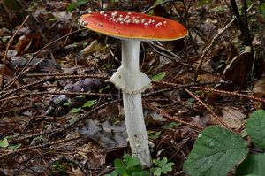 Klikni pro velký obrázek