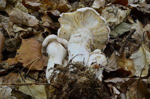 Klikni pro velký obrázek