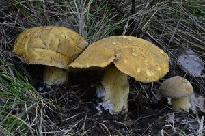 Klikni pro velký obrázek