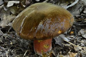 Klikni pro velký obrázek