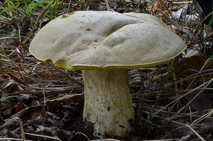 Klikni pro velký obrázek