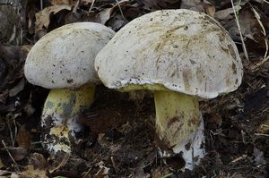 Klikni pro velký obrázek