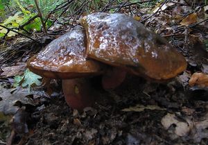 Klikni pro velký obrázek