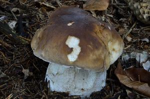 Klikni pro velký obrázek