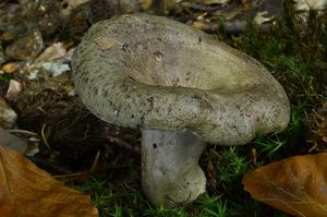 Klikni pro velký obrázek