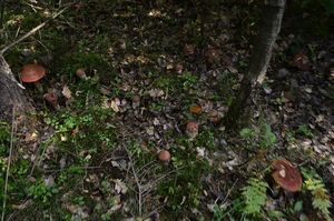 Klikni pro velký obrázek